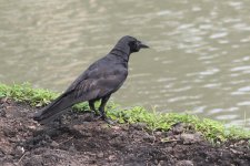 22 IMG_9925 - email crow - Thailand Bangkok day 10.jpg