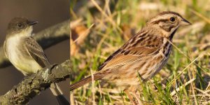 Are these an Eastern Phoebe and Song Sparrow.jpg