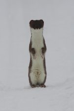 stoat1.jpg