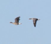 Greater White-fronted Goose.jpg