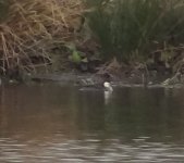 Redhead smew.JPG