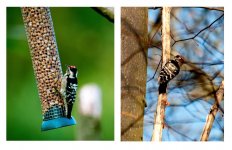 Lesser Spotted Woodpecker Feeders RSPB Middleton lakes.jpg