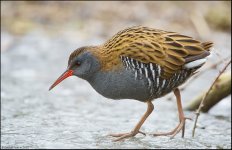 WaterRail1SB800.jpg