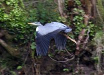 heron.jpg