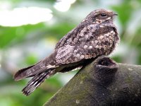 grey nightjar.jpg