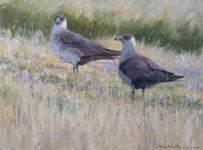 late light skuas(800x593).jpg