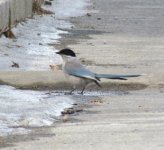 Azure-winged Magpie.jpg