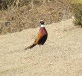 Common Pheasant.jpg