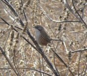 Chinese Hill Warbler.jpg