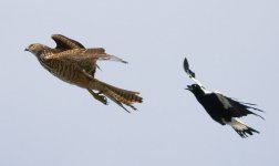 Magpie_chasing_Brown_Goshawk_(Immature)_wiki.jpg