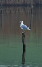 Herring Gull_filtered.jpg