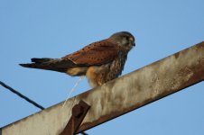 2012_03_11_Kestrel1 (800x533).jpg