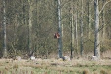 barn owl resize.jpg