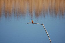 kingfisher 2 resize.jpg