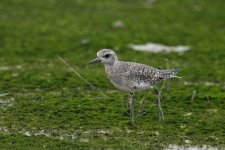 grey plover D800 1500mm iso3200 orig_DSC5098.jpg