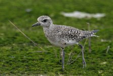 grey plover D800 1500mm iso3200_DSC5098 copy.jpg