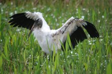 Wood Stork.jpg