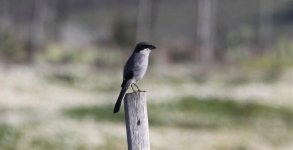 Lanius meridionalis algeriensis.jpg