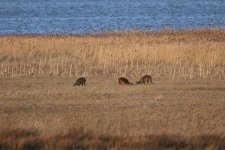 2012_02_25_Roe_Deer1 (750x500).jpg