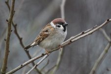 2012_02_25_Tree_Sparrow1 (800x533).jpg