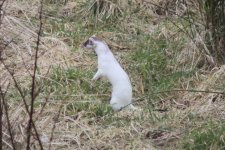 2012_02_25_Stoat_Ermine1 (640x427).jpg