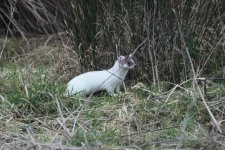 2012_02_25_Stoat_Ermine2 (640x427).jpg