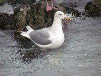 gulls09.jpg