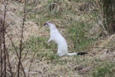 2012_02_25_Stoat_Ermine4 (640x427).jpg