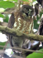 brown hawk-owl.jpg
