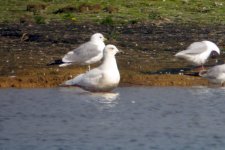 2W Iceland Gull Shawell 24 03 2012.jpg