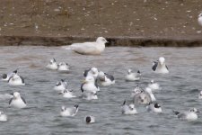 2W Iceland Gull Shawell 3 3 2012.jpg