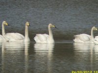 Whoopers 1 (Medium).JPG