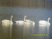 Whoopers 4 (Medium).JPG