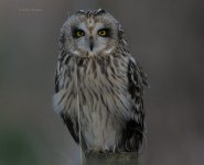 DCJ-Short-Eared-Owl-8975.jpg