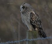 DCJ-Short-Eared-Owl-8977.jpg