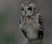 DCJ-Short-Eared-Owl-8978.jpg