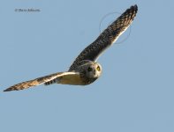 DCJ-Short-Eared-Owl-Flight-897605.jpg