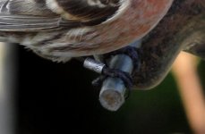 Redpoll with ring 1..jpg