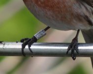 Redpoll with ring 3..jpg