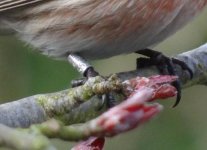 Redpoll with ring 4..jpg