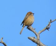 Bull-headed Shrike.jpg