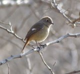 Daurian Redstart.jpg