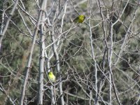 Eurasian Siskin.jpg