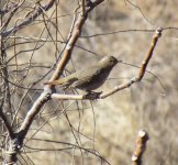 Naumann's Thrush.jpg