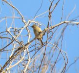 Siberian Accentor.jpg