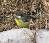 Yellow-bellied Tit.jpg