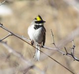 Yellow-throated Bunting.jpg