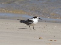 Common Tern.jpg