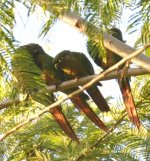 Mbaracayu Reddish bellied Parakeet 1.jpg