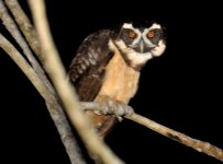 Mbaracayu Spectacled Owl 1.jpg